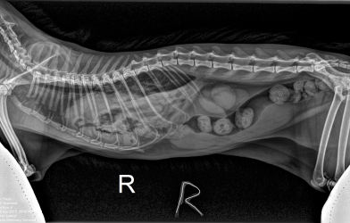 Kedilerde diyafram fıtığı ( Diaphragmatic Hernia )